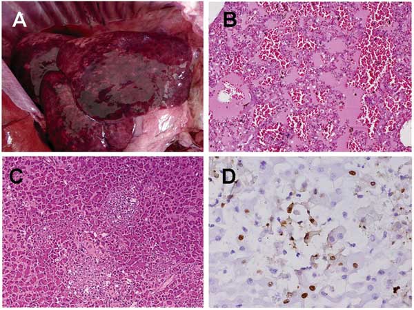 Gross and microscopic lesions from dog infected with highly pathogenic avian influenza (HPAI) H5N1. A) Severe congestion and edema in the lung. B) Lung histopathologic results showing severe pulmonary edema and hemorrhage with black-brown particles (hemosiderin) (magnification ×100). C) Liver histopathologic changes showing necrotic foci (pale area) (magnification ×100). D) Immunohistochemical results: the nucleoprotein of the virus is detected in nuclei of hepatocytes with brown granule (magnif