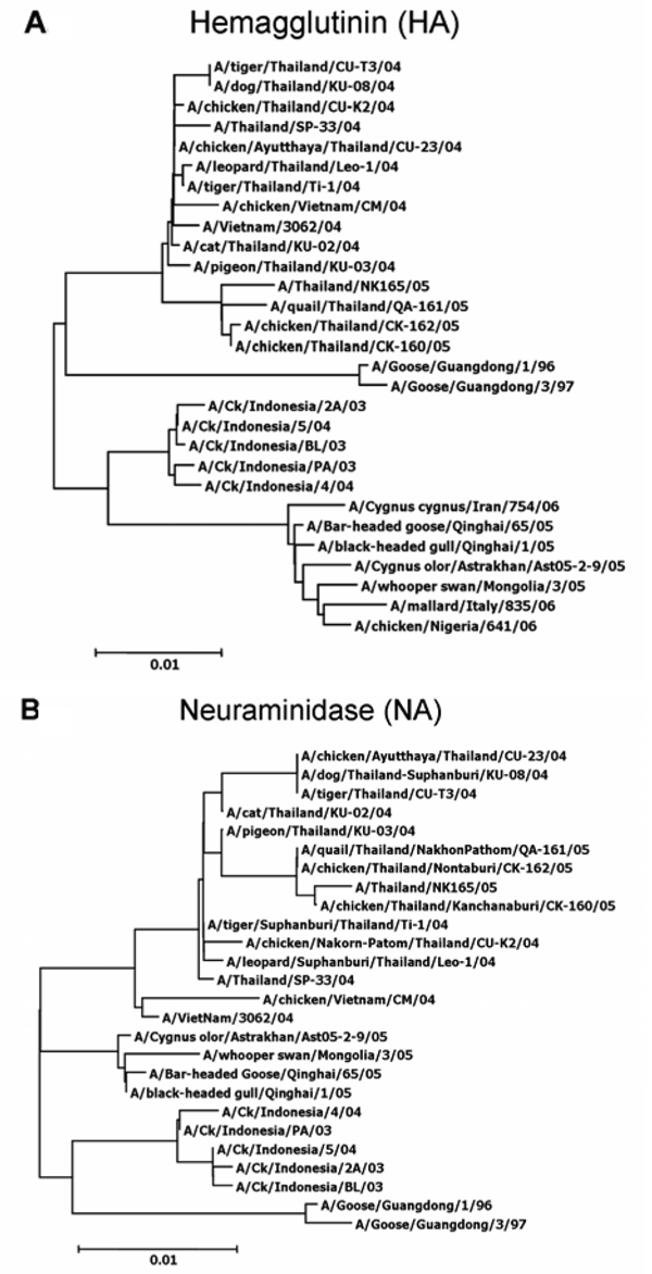 Phylogenetic analysis of the hemagglutinin (A) and neuraminidase (B) gene sequences of the H5N1 influenza virus isolated from a dog's lung (KU-08), compared with other HA and NA sequences stored in GenBank.