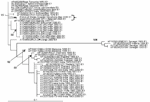 Thumbnail of The maximum-likelihood phylogenetic tree for chikungunya envelope glyprotein 1 (E1) sequences (199 bp) constructed by using PAUP* under a Tamura-Nei 1993 model with invariable sites (i.e., TrN+I), as selected by MODELTEST (version 3.7) under the Akaike information criteria. The bracket shows that the PWH patient E1 sequence (DQ489787) clusters most closely with the outbreak La Reunion sequence (LR2006_OPY1_Reunion_2006_E1, DQ443544). Only bootstrap values &gt;70 are shown and consid