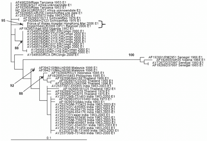 The maximum-likelihood phylogenetic tree for chikungunya envelope glyprotein 1 (E1) sequences (199 bp) constructed by using PAUP* under a Tamura-Nei 1993 model with invariable sites (i.e., TrN+I), as selected by MODELTEST (version 3.7) under the Akaike information criteria. The bracket shows that the PWH patient E1 sequence (DQ489787) clusters most closely with the outbreak La Reunion sequence (LR2006_OPY1_Reunion_2006_E1, DQ443544). Only bootstrap values &gt;70 are shown and considered signific