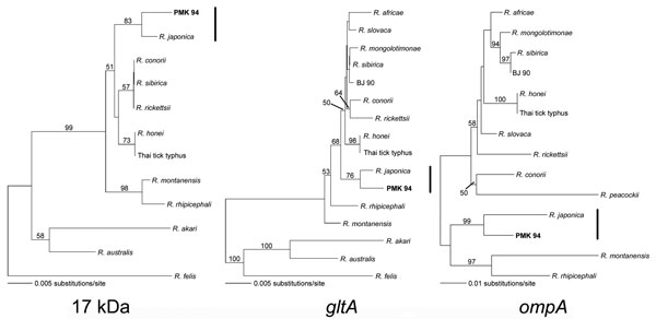 Phylogenetic relationships between Rickettsia sp. and rickettsial genes amplified from the patient (PMK 94) inferred from comparison with the rickettsial 17-kDa antigen gene, gltA, and ompA sequences by the neighbor-joining method. Bootstrap values of 1,000 replicates are indicated.