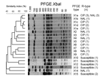 Thumbnail of Dendrogram generated by BioNumerics version 4.1 (Applied Maths, Sint-Martens-Latem, Belgium) showing the results of cluster analysis on the basis of XbaI pulsed-field gel electrophoresis (PFGE) of Salmonella enterica serotype Kentucky isolates. Similarity analysis was performed by using the Dice coefficient, and clustering was performed by the unweighted pair-group method with arithmetic means with an optimization parameter of 0.5% and a 0.5% band position tolerance. The different P