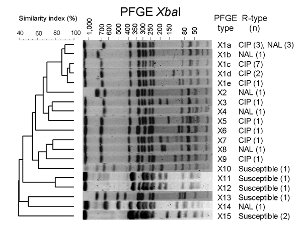 Dendrogram generated by BioNumerics version 4.1 (Applied Maths, Sint-Martens-Latem, Belgium) showing the results of cluster analysis on the basis of XbaI pulsed-field gel electrophoresis (PFGE) of Salmonella enterica serotype Kentucky isolates. Similarity analysis was performed by using the Dice coefficient, and clustering was performed by the unweighted pair-group method with arithmetic means with an optimization parameter of 0.5% and a 0.5% band position tolerance. The different PFGE profiles,
