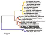 Thumbnail of Phylogenetic analysis of chikungunya virus (CHIKV) isolates based on a 1,044-nucleotide (nt) fragment between nt 10243 and 11286 (numbered after strain Ross [accession no. AF490259]) in the E1 gene. Distances and groupings between the 3 Indian Ocean isolates and 18 isolates previously characterized (23) were determined by the Jukes-Cantor algorithm and neighbor-joining method with the MEGA software program (25). Bootstrap values &gt;75% are indicated and correspond to 500 replicatio