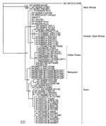 Thumbnail of Phylogenetic relationships of chikungunya virus isolates from the Malaysia 2006 outbreak. The neighbor-joining tree was constructed using nucleic acid sequences of the envelope glycoprotein E1 gene, with O’nyong nyong virus (GenBank accession no. NC_001512) as the outgroup virus. * indicates isolates from the Malaysia 2006 outbreak; † indicates Australia SM287. Bootstrap values are shown as percentages derived from 1,000 samplings. The scale reflects the number of nucleotide substit