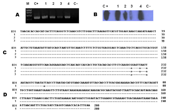 Molecular evidence for Borrelia infection. A) PCR for fla gene from Borrelia burgdorferi sensu lato; B) Southern blot assay with probes specific for B. burgdorferi sensu stricto; C) Sequences of fla gene amplified from 2 patients with erythema migrans (lines 1 and 2) and 1 with lymphocytoma (line 3) and aligned with the sequence of the fla gene from B. burgdorferi sensu stricto strain B31;and D) Sequence of the osp A gene amplified from a patient with erythema migrans (line 1) and aligned with the ospA gene from B. burgdorferi sensu stricto strain B31.