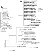 Thumbnail of A) Dendrogram showing the relationships among the measles reference strains representing the 23 known measles genotypes (B3 has 2 reference strains). Clade B (circled) is expanded in panel B. B) Midpoint-rooted maximum parsimony tree of nucleoprotein genes (450 nt) of measles viruses from patients in the United States, Mexico, the Netherlands, Canada, and Kenya during 2005 and 2006. The unrooted tree includes sequences from Nigeria in 2005, Germany in 2006, Côte d'Ivoire in 2004, an