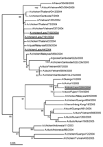Thumbnail of Phylogenetic relationship of the hemagglutinin (HA) gene of representative H5N1 influenza virus strains isolated in Southeast Asia from 2003 through 2006. Analysis was based on nucleotides 1–1012 (1,012 bp) of the HA gene. Viruses isolated in Lao People's Democratic Republic in 2004 and 2006 are underlined. The strain isolated from ducks in Vientiane in February 2006 is shaded.