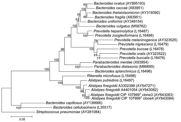 Phylogenetic tree inferred from comparison of the 16S rRNA gene sequences of genera Bacteroides, Parabacteroidetes, Prevotella, and Alistipes. Nucleotide accession numbers for the sequences used to construct this dendrogram are given in parentheses. The tree was constructed with MEGA version 2.1 (www.megasoftware.net). Distance matrices were determined following the assumptions described by Kimura (3) and were used to elaborate the dendrogram with the neighbor-joining method. Bar, 0.05-nt change per nucleotide position. Streptococcus pneumoniae was used as the outgroup.