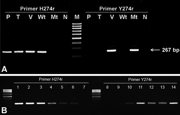 A) Representative result from conventional PCR that used H274r primer for oseltamivir-sensitive and Y274r primer for oseltamivir-resistant detection in samples isolated from human plasma (P), tiger (T), and Vietnamese patient (V). Plasmids containing N1 fragments obtained from PCR-based mutagenesis for wild-type H274 (Wt) and mutant Y274 (Mt) were used as positive controls in each reaction. (N, no template control; M, 100-bp molecular marker.) B) Semiquantitative data on the ability of the assay