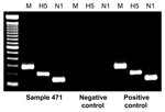 Thumbnail of Detection of avian influenza virus H5N1 from an animal cage for geese by reverse transcription–PCR. Viral RNA was extracted from the sample and amplified by using 3 pairs of primers specific for membrane (M), hemagglutinin (H5), and neuraminidase (N1) virus genes. Sample buffer was used as a negative control, and viral RNA from a human H5N1 virus strain (A/Hong Kong/486/97) was included as a positive control. First lane, molecular mass ladder.