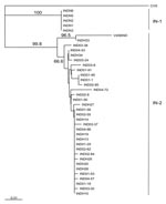 Thumbnail of Neighbor-joining tree for 500 bp of nucleoprotein gene sequence for 38 rabies virus samples from India, as described in the Table, using the CVS sequence as an out-group. The sequence window used corresponded to positions 279 to 778 of the CVS reference sequence. Bootstrap values &gt;65% for 1,000 resamplings of the data are shown on branches to the right of the corresponding sample clusters. The 2 main Indian clusters identified by this analysis (IN-1 and IN-2) are indicated to the