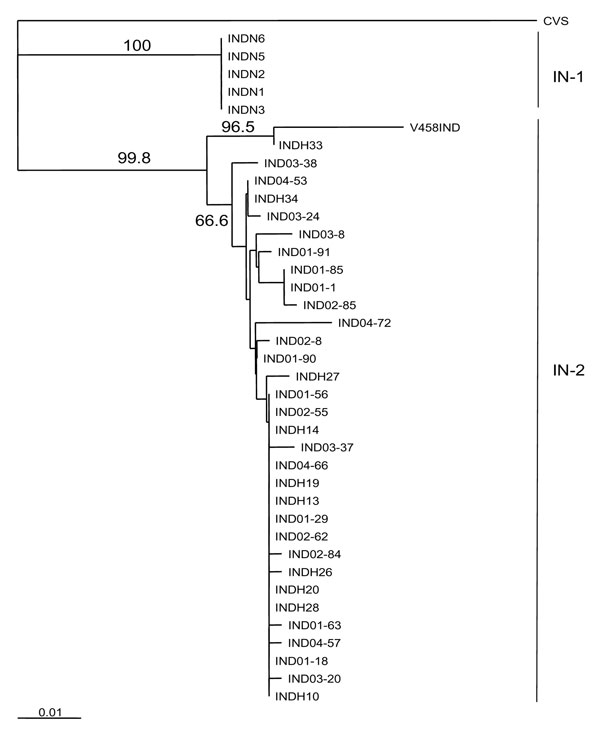 Neighbor-joining tree for 500 bp of nucleoprotein gene sequence for 38 rabies virus samples from India, as described in the Table, using the CVS sequence as an out-group. The sequence window used corresponded to positions 279 to 778 of the CVS reference sequence. Bootstrap values &gt;65% for 1,000 resamplings of the data are shown on branches to the right of the corresponding sample clusters. The 2 main Indian clusters identified by this analysis (IN-1 and IN-2) are indicated to the right of the
