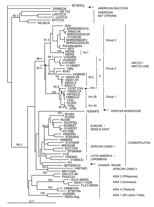 Neighbor-joining tree for 460 bp of nucleoprotein gene sequence for 67 rabies viruses, including representative samples from India, and a European bat lyssavirus type 2 (EBLV-2) specimen, 9018HOL, used as an out-group. The latter branch is shown as a dotted line to indicate that its length has been shortened to permit more detailed illustration of the rest of the tree. All additional rabies viruses used in this analysis are described in the Appendix Table. Bootstrap values &gt;70% for 1,000 resa