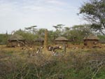 Thumbnail of A large termite mound occupies the central area of this characteristic Pokot compound. The mound provides a resting and breeding site for the sandly vector of visceral leishmaniasis. Photographer: J.H. Kolaczinski.
