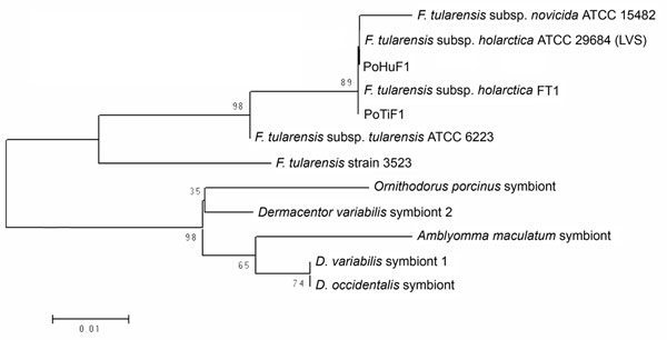 Neighbor-joining phylogenetic tree based on partial sequences of the gene coding the 17-kDa lipoprotein of Francisella tularensis.