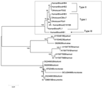 Thumbnail of Phylogenetic tree based on flaB nucleotide sequences. The tree was constructed by the neighbor-joining method in a pairwise deletion procedure. Distances were calculated according to the Jukes and Cantor method. Numbers at nodes correspond to the percentage confidence level in a bootstrap test performed on 1,000 replicates. The scale bar corresponds to a 0.01 distance. The GenBank accession numbers for nucleotide sequences of Borrelia persica flaB shown here are as follows: HumanBlo