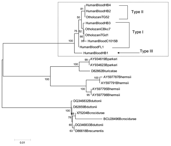 Phylogenetic tree based on flaB nucleotide sequences. The tree was constructed by the neighbor-joining method in a pairwise deletion procedure. Distances were calculated according to the Jukes and Cantor method. Numbers at nodes correspond to the percentage confidence level in a bootstrap test performed on 1,000 replicates. The scale bar corresponds to a 0.01 distance. The GenBank accession numbers for nucleotide sequences of Borrelia persica flaB shown here are as follows: HumanBloodFL1 (DQ6736