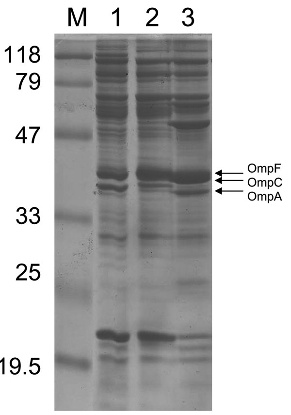 Outer membrane protein (OMP) profiles of Escherichia coli strains. OMP content was determined by using sodium dodecyl sulfate–polyacrylamide gel electrophoresis. Lane 1 corresponds to E. coli CO clinical isolate; lane 2, E. coli JF 568 strain expressing OmpC; lane 3, E. coli JF 701 strain lacking OmpC (9). The molecular mass marker (M) and corresponding sizes (in kilodaltons) are indicated on the left. Horizontal arrows on the right indicate positions of the OMPs OmpF, OmpC, and OmpA.