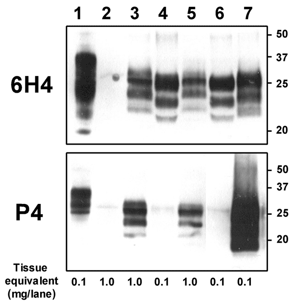 Molecular analyses of the zebu under investigation. Western immunoblot with monoclonal antibodies (MAbs) 6H4 (upper panel) and P4 (lower panel) after limited proteinase K digestion (100 μg/mL, 40 min, 48°C) of 10% brainstem (lanes 3 and 4) and thalamus (lanes 5, 6, and 7) tissue homogenates of the zebu (lanes 3 and 5), a cow with bovine spongiform encephalopathy (lanes 4 and 6), and a sheep with scrapie (lane 7). An undigested cattle brainstem tissue homogenate (lane 1) and a cerebrum tissue hom