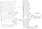 Thumbnail of Phylogenetic tree of the partial glycoprotein E2 sequences of hepatitis C virus from patients investigated in 2 public hospitals and 1 private diagnostic center and control samples retrieved from Hospital Clinic and Hospital Vall d’Hebron in Barcelona, Spain. GenBank accession nos.: DQ682391, DQ682392, DQ682393, DQ682394, DQ682376, DQ682377, EU380670, EU380671, EU380672, EU380673, EU380674, EU380675. Branch lengths are drawn to scale. Only bootstrap values &gt;70% are shown.