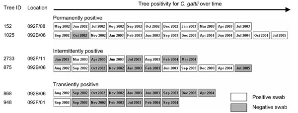 Example of longitudinal swab sampling profiles from trees designated permanently, intermittently, or transiently colonized with Cryptococcus gattii. Samples were collected during a 3-year period.