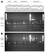 Thumbnail of URA5–restriction fragment length polymorphism (RFLP) profiles for selected human, animal, and environmental Cryptococcus gattii isolates. A) URA5-RFLP to determine the molecular type using Hha I and Sau96 I endonucleases (14). B) URA5-RFLP to confirm molecular type and determine VGII subtype, using Hha I, Dde I, and BsrG I endonucleases.