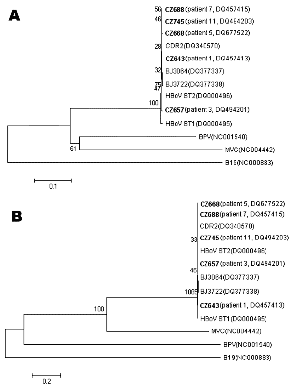 Phylogenetic analysis of the complete VP1 nucleotide (A) and amino acid (B) sequences of human bocavirus (HBoV). Phylogenetic trees were constructed by the neighbor-joining method by using MEGA 3.1 (www.megasoftware.net), and bootstrap values were determined by 1,000 replicates. Viral sequences in boldface were generated from the present study, and other reference sequences were obtained from GenBank. Bootstrap values are shown at each branching point. The sequences generated from the present st