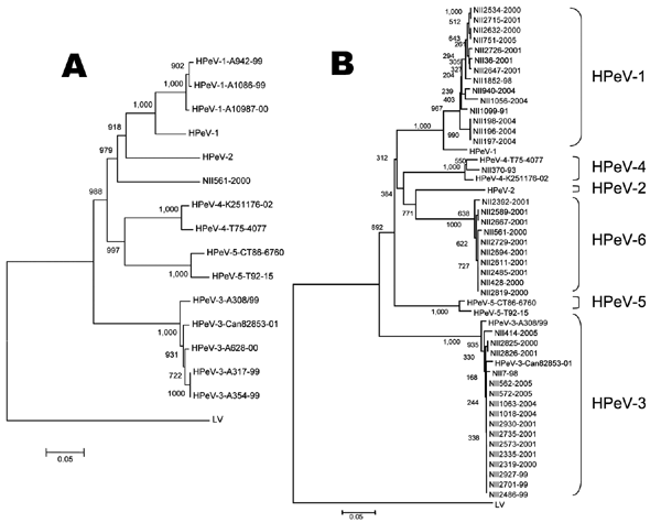 Phylogenetic tree analysis of the NII561-2000 virus and the NII561-2000–related viruses. A) The phylogenetic tree of P1 amino acid sequences was constructed as described in Materials and Methods. Bar shows a genetic distance of 0.05. The following amino acid sequences were obtained from GenBank: L02971 for HPeV-1 (Harris strain), AJ005695 for HPeV-2 (Williamson strain), AB084913 for HPeV-3 (A308/99), AJ889918 for HPeV-3 (Can82853-01), DQ315670 for HPeV-4 (K251176-02), AM235750 for HPeV-4 (T75-40