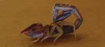 Thumbnail of Scorpion found within the base camp hospital. Photo by R.T. Foster, Sr.