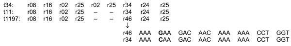 Repeats of the X-region in methicillin-resistant Staphylococcus aureus A of clonal lineage ST398.