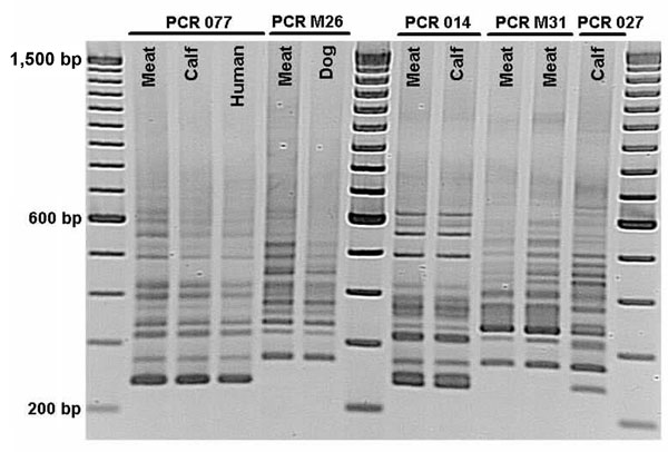 Comparison of PCR ribotypes of Clostridium difficile isolates from meat and of human, bovine, and canine origin in Ontario, Canada, 2005, by using the method of Bidet et al (10). PCR 077, 014, and 027 represent international ribotype nomenclature recently reported for calves (4). PCR M26 and M31 are temporary ribotype designations. Note that PCR M31 and 027, both NAP1/toxinotype III ribotypes, are different.