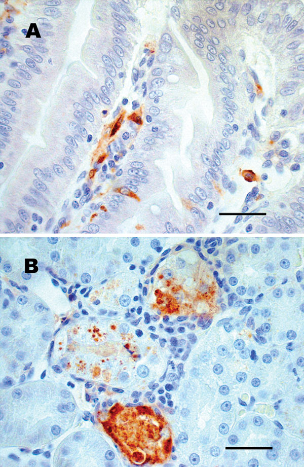 Sections of chipmunk tissues 9 days after intramuscular inoculation with West Nile virus (WNV). A) Lesions were absent, but WNV antigen (brown staining) was demonstrated in scattered epithelial cells and in macrophagelike cells in the lamina propria of the small intestine. B) WNV antigen (brown staining) was demonstrated in necrotic renal tubular epithelial cells. Tissues were stained with hematoxylin, and WNV-specific mouse ascites fluid (ATCC Catalog #VR01267CAF) was used as the primary antibody for immunohistochemical staining. Scale bars = 50 μm.