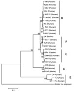 Thumbnail of Phylogenetic tree constructed from the deduced amino acid sequences of the NSP4 gene of rotaviruses representing all genotypes. Strain Bristol, a group C rotavirus, was used as an outgroup. Bootstrap values are expressed as percentages. Bootstrap value &lt;50 is not shown. Strain KH210 clustered with strains in genotype B. Species of origin is shown in parentheses after the strain name. Scale bar shows genetic distance expressed as amino acid substitutions per site.