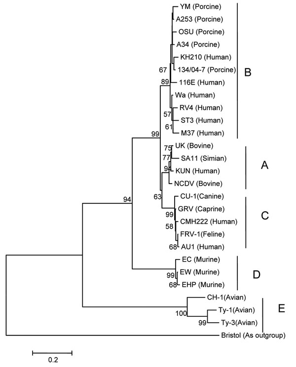 Phylogenetic tree constructed from the deduced amino acid sequences of the NSP4 gene of rotaviruses representing all genotypes. Strain Bristol, a group C rotavirus, was used as an outgroup. Bootstrap values are expressed as percentages. Bootstrap value &lt;50 is not shown. Strain KH210 clustered with strains in genotype B. Species of origin is shown in parentheses after the strain name. Scale bar shows genetic distance expressed as amino acid substitutions per site.