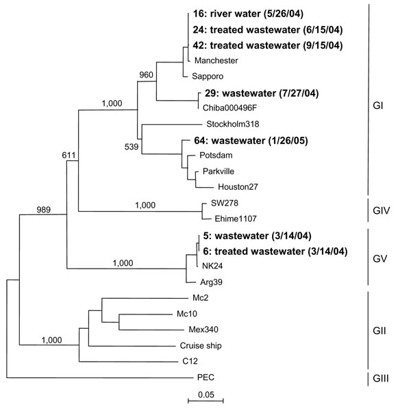 Phylogenetic analysis of sapovirus capsid nucleotide sequence showing different genogroups. Items in boldface are sequences isolated in this study and dates of isolation. Numbers on each branch indicate bootstrap values for the genotype. Bootstrap values &gt;950 were considered statistically significant for the grouping. The scale bar represents nucleotide substitutions per site. Manchester, X86560; Sapporo, U65427; Chiba000496F, AJ412800; Stockholm318, AF194182; Potsdam, AF294739; Parkville, U7