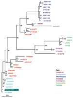 Thumbnail of Maximum likelihood phylogenetic tree based on a 955-nt alignment of the Karachi isolate and 33 orthopoxvirus sequences of the B5R gene from GenBank constructed with ClustalW (www.ebi.ac.uk/clustalw/index.html) and TREE-PUZZLE (http://bioweb.pasteur.fr/seqanal/interfaces/puzzle.html); figures at nodes represent PUZZLE support values. The orthopoxvirus types are indicated to the right. The Karachi isolate sequence (Pakistan 2005) groups within the buffalopox B5R genes.