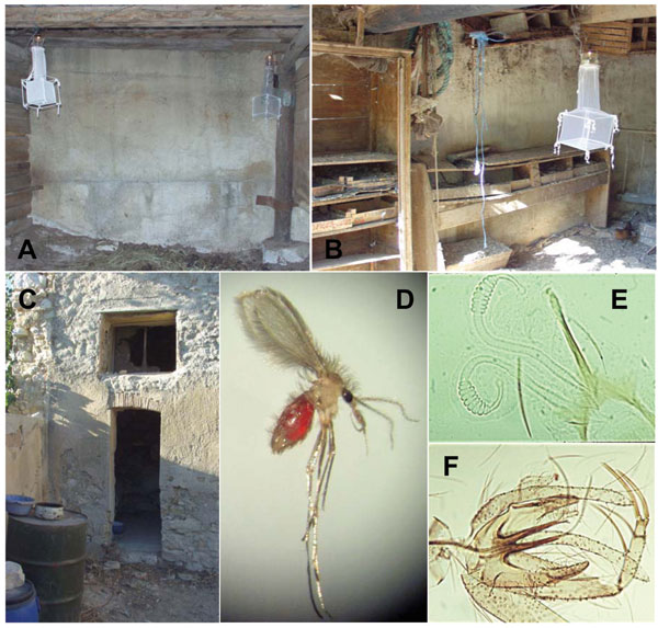 CDC light traps, adapted for sandfly trapping, placed in horse stables (A), near rabbit hutches and henhouses (B), and in quiet places in the shade of human habitations, where dogs sleep (C). Engorged female Phlebotomus perniciosus sandfly trapped in a horse stable (D); spermatheca of Ph. perniciosus female after dissection (E); genitalia of Ph. perniciosus male after dissection (F).