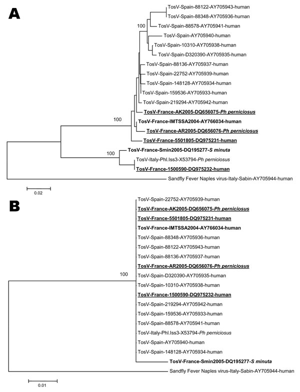 Phylogenetic trees based on nucleotide (A) and amino acid (B) sequences in the nucleoprotein gene of phleboviruses within the species Sandfly fever Naples virus. Sequence information corresponds to virus/country of origin/strain/GenBank accession no/host. Sequences representing French TOSV are in boldface. Sequences determined in this study are underlined. Sequence alignment was achieved with ClustalX 1.81 with sequences from other phleboviruses retrieved from GenBank. Accession numbers of GenBa