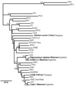 Thumbnail of Phylogenetic relationships among the nucleotide sequences of the N protein of different hantaviruses from North America. A maximum parsimonious phylogenetic tree was generated on the basis of nucleotide sequence differences in the 904-nt region of the N gene open reading frame, which is available for South American strains by using PHYLIP version 3.57c. Bootstrap values &gt;50%, obtained from 1,000 replicates of the analysis, are shown for the branch points. Lengths of the horizontal branches are proportional to the nucleotide step differences. The strain sequences under study in this paper are in italics. The following published S-segment sequences were included in the analysis (GenBank accession no.): Hantaan (HTN; U37768), Seoul (SEO; AB027522), Prospect Hill (PH; Z49098), Puumala (PUU; X61035), Black Creek Canal (BCC; L39949), Bayou (BAY; L36929), Sin Nombre (SN; L25784), New York (NY; U36801), El Moro Canyon (ELMC; U11427), Río Segundo (RIOS; U18100), Caño Delgadito (CDG; AF000140), Choclo (CHOCLO; DO285046), Maporal (MAP; AY267347), HTN-007 Perú (HTN-007 Perú. AF133254), Anajatuba (ANAJ; DQ451829), Rio Mearim (RIME; DQ451828), Río Mamoré Bolivia (RIOM; U52136), Laguna Negra (LN; AF005727), Araucaria (JUQ; AY740633), Maciel (MAC; AF0482716), Pergamino (PRN; 482717), Andes (AND; AF324902), Oran (ORN; AF028024), Hu39694 (Hu39694; AF482711), Bermejo (BMJ; AF482713), Lechiguanas (LEC; AF482714).