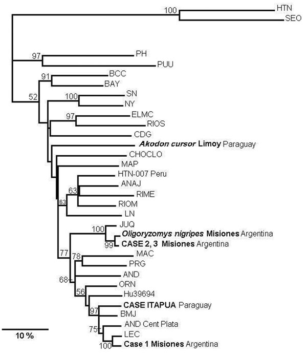 Phylogenetic relationships among the nucleotide sequences of the N protein of different hantaviruses from North America. A maximum parsimonious phylogenetic tree was generated on the basis of nucleotide sequence differences in the 904-nt region of the N gene open reading frame, which is available for South American strains by using PHYLIP version 3.57c. Bootstrap values &gt;50%, obtained from 1,000 replicates of the analysis, are shown for the branch points. Lengths of the horizontal branches are proportional to the nucleotide step differences. The strain sequences under study in this paper are in italics. The following published S-segment sequences were included in the analysis (GenBank accession no.): Hantaan (HTN; U37768), Seoul (SEO; AB027522), Prospect Hill (PH; Z49098), Puumala (PUU; X61035), Black Creek Canal (BCC; L39949), Bayou (BAY; L36929), Sin Nombre (SN; L25784), New York (NY; U36801), El Moro Canyon (ELMC; U11427), Río Segundo (RIOS; U18100), Caño Delgadito (CDG; AF000140), Choclo (CHOCLO; DO285046), Maporal (MAP; AY267347), HTN-007 Perú (HTN-007 Perú. AF133254), Anajatuba (ANAJ; DQ451829), Rio Mearim (RIME; DQ451828), Río Mamoré Bolivia (RIOM; U52136), Laguna Negra (LN; AF005727), Araucaria (JUQ; AY740633), Maciel (MAC; AF0482716), Pergamino (PRN; 482717), Andes (AND; AF324902), Oran (ORN; AF028024), Hu39694 (Hu39694; AF482711), Bermejo (BMJ; AF482713), Lechiguanas (LEC; AF482714).