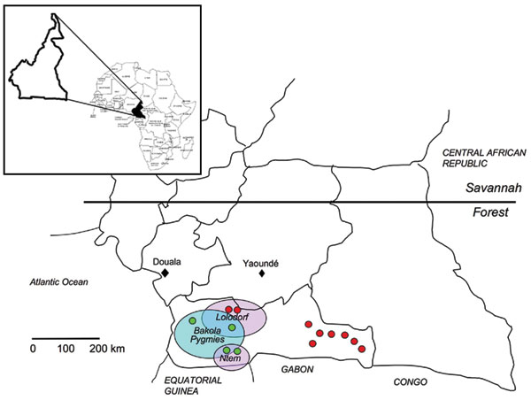 Geographic distribution in Cameroon of the studied populations and the 13 persons infected by simian foamy virus (SFV), according to serologic and molecular results. Red, SFV-positive persons from the hunter study; green, SFV-positive persons from the retrospective study; blue circle, Pygmy area; violet circles, Bantu areas.