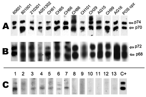 A) Western blot (WB) results based on chimpanzee (cpz) simian foamy virus (SFV) antigens. B) WB results based on monkey simian foamy virus antigens originating from participant AG16. C) Example of sero-indeterminate samples (lanes 1–7) and negative samples (lanes 8–13), detected by cpzSFV WB. Last lane (POS cpz), serum from an SFV-positive chimpanzee.