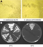 Thumbnail of Phenotypic characteristics of environmental Candida dubliniensis isolates and reference strain of C. albicans. A) Morphology of pseudohyphal terminal chlamydospores of C. albicans (ATCC90028) and C. dubliniensis SL370 grown at 37°C on Corn Meal Tween 80 agar. Magnification × 50. B) Growth of representative Great Saltee (SL) isolates on Sabouraud agar after 48 h of incubation at 37°C and 43°C. The growth of the following isolates is shown: C. albicans (ATCC90028), C. dubliniensis (NCPF3949), and C. dubliniensis SL370, SL397, SL407, and SL410 (clockwise from the top in each panel).