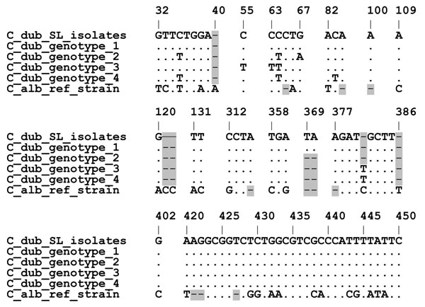 Alignment of the ITS1 5.8S ITS2 DNA region of Candida dubliniensis Saltee (SL) isolates and representative human isolates of genotypes 1–4. All polymorphic sites are shown: ITS1 (bp 32–137), 5.8S rRNA exon (bp 312–315), ITS2 (bp 358–450). Dots indicate identity; highlighted dashes indicate gaps in the alignment. GenBank accession nos. are as follows: AJ311895 (CD33 genotype 1), AJ311896 (CD520 genotype 2), AJ311897 (CD519 genotype 3); AJ311898 (p7718 genotype 4), AB049119 (C. albicans ATCC90028), and EF032487–EF032495 for SL375–1, SL397, SL375–2, SL387, SL407, SL410, SL411, SL417, SL422, respectively.