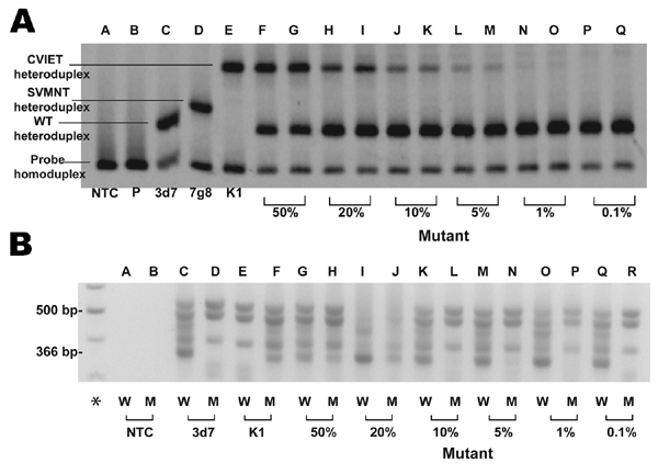 Evaluation of sensitivity of multiple site–specific heteroduplex tracking assay (MSS-HTA). A) MSS-HTA tested against known concentrations of Plasmodium falciparum DNA. Visible bands representing mutant DNA remain until the 1% population (lanes N and O). B) the same dilution series assayed with allele-restricted PCR (ARPCR), where visible mutant bands (366 bp) are not seen past the 20% mutant population (lanes I and J). The lanes marked with W and M represent wild-type and mutant restricted react