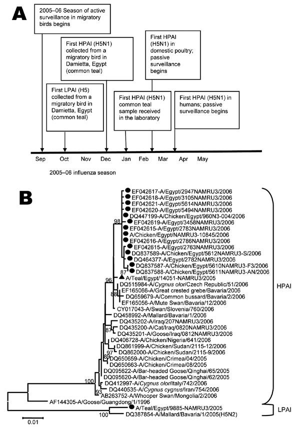 A) Timeline of events of influenza A (H5N1) in migratory birds, domestic poultry, and humans, Egypt, September 2005-May 2006. HPAI, highly pathogenic avian influenza; LPAI, low pathogenic avian influenza. B) Phylogenetic neighbor-joining tree of the hemagglutin gene (1,596 bp) from influenza A virus (H5N1) strains from Egypt and closely related strains from GenBank. GenBank strains are indicated by GenBank numbers. Circles indicate strains from Egypt. Triangle indicates the HPAI (H5N1) teal strain identified in this study. Bootstrap support values (500 replicates) are indicated at each node. Scale bar indicates genetic distance expressed as number of substitutions per site. NAMRU3, Naval Medical Research Unit No. 3.