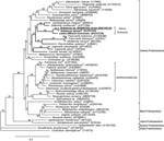 Thumbnail of Maximum likelihood (ML) 16S rRNA gene phylogenetic tree showing the placement of the genus Schineria (boldface) and the isolate ADV1107.05 (underlined) in the phylum Proteobacteria. To reconstruct this tree, we used the strain ADV1107.05 sequence (DQ906159, 1441 bp) and 49 sequences selected from the GenBank database: 38 among the 15 orders of the Gamma Proteobacteria, 6 for the Beta Proteobacteria, 2 for the Alpha Proteobacteria, 1 for Delta Proteobacteria, 1 for Epsilon Proteobacteria and Clostridium haemolyticum (used as the outgroup organism). Accession nos. are in brackets. Alignment was performed with ClustalW 1.83 (4). ML phylogenetic analysis was performed by using PHYML v2.4.4 (5) with the general time-reversible plus gamma distribution plus invariable site (GTR + Γ + I) model found to be most appropriate according to Akaike information criteria. Bootstrap values given at the nodes are estimated with 100 replicates. The scale bar indicates 0.3 substitutions per nucleotide position. Strain ADV4155.05 sequence (DQ906158, 1414 bp) is not reported because it was identical to ADV1107.05. Trees were also obtained by distance methods (JC69, F84, and GTR models, and neighbor-joining), by parsimony, and by Bayesian inference. In all instances the genus Schineria branched out of the Xanthomonadaceae cluster. 