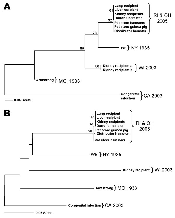 Lymphocytic choriomeningitis (LCM) virus phylogenetic analysis of L- and S-segment sequence differences. A) Maximum likelihood analysis of a 232-nt fragment of the L segment was completed, and bootstrap numbers were generated based on analysis of 500 replicates. The graphic representation was outgrouped to the California (CA) LCM virus sequence. GenBank nos. for the included sequence are as follows: Rhode Island (RI) and Ohio (OH) transplant recipients strain 200501927 (DQ182703), Rhode Island p
