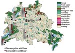 Thumbnail of Map of Berlin showing the regional distribution, numbers of wild boars killed during the 2005–06 hunting season (n = 141), and numbers of wild boars seropositive for antibodies against Leptospira spp. (red). Districts are numbered from 1 to 7 (with permission from the Senate Department of Urban Development, Berlin) and correspond to numbers on Tables 1 and 2.